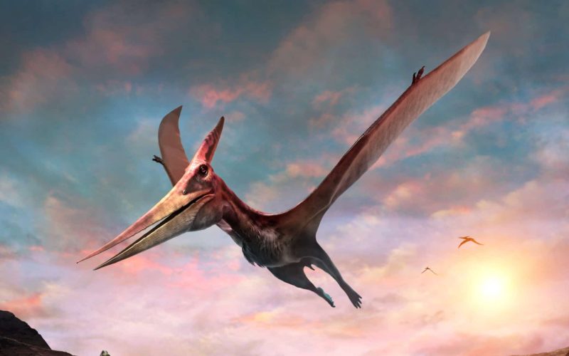 Pteranodon-header