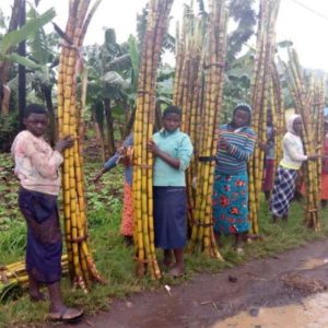 RWANDA-RUHENGERI-KID-SELLING-SUGARCANE